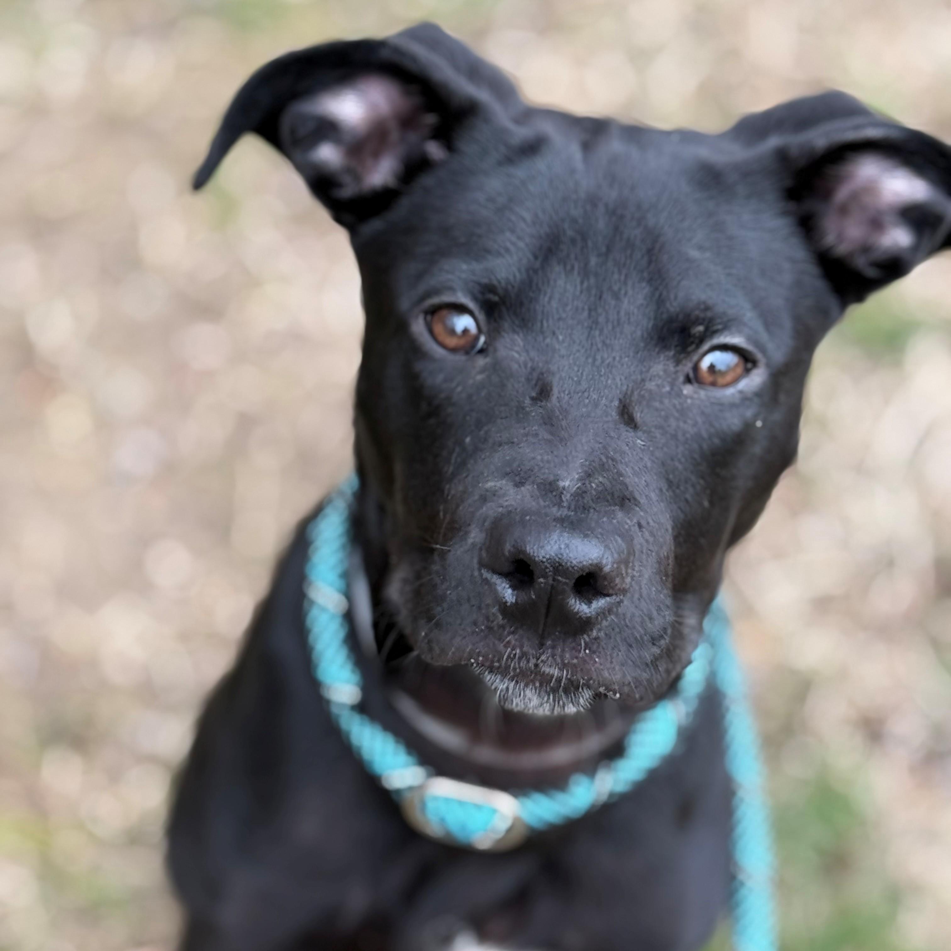 Declan- #50713, a ADOPTABLE mixed breed in Columbia, MD image 2/5