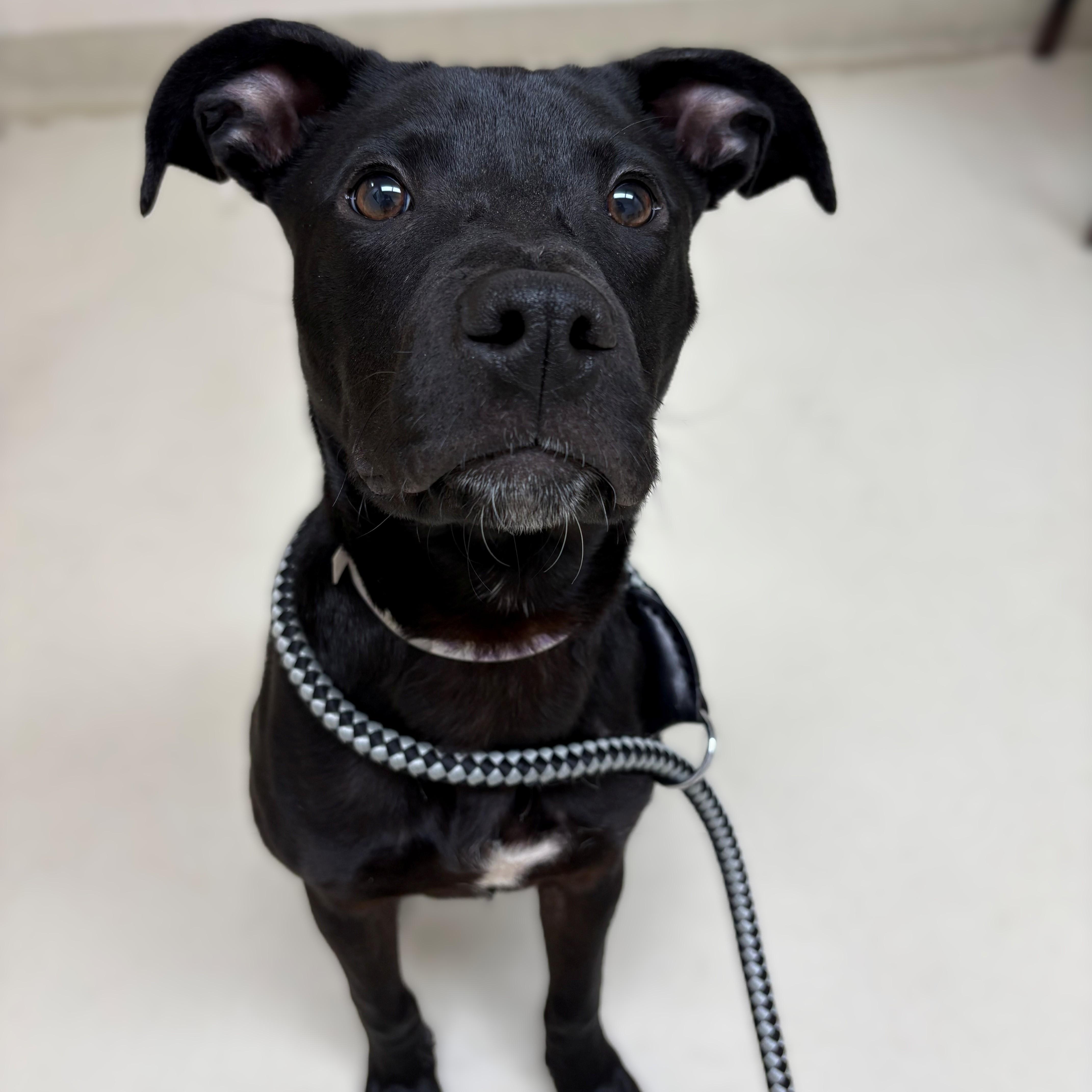 Declan- #50713, a ADOPTABLE mixed breed in Columbia, MD image 5/5