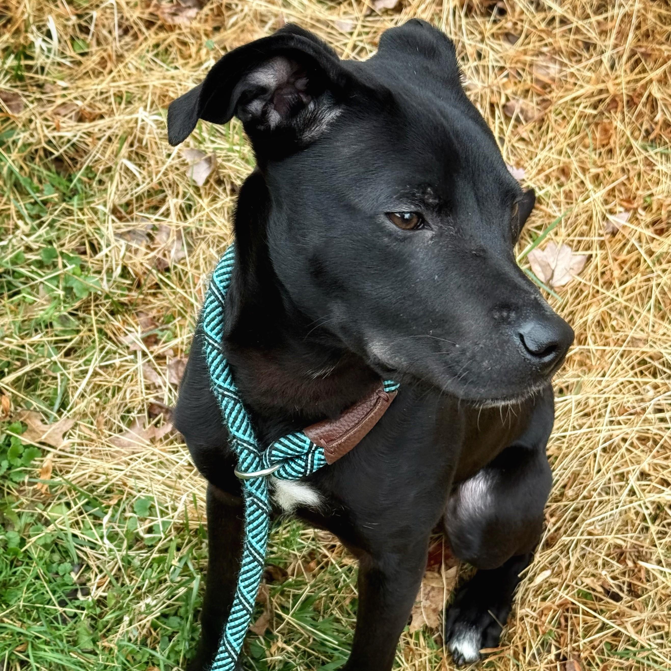 Declan- #50713, a ADOPTABLE mixed breed in Columbia, MD image 3/5