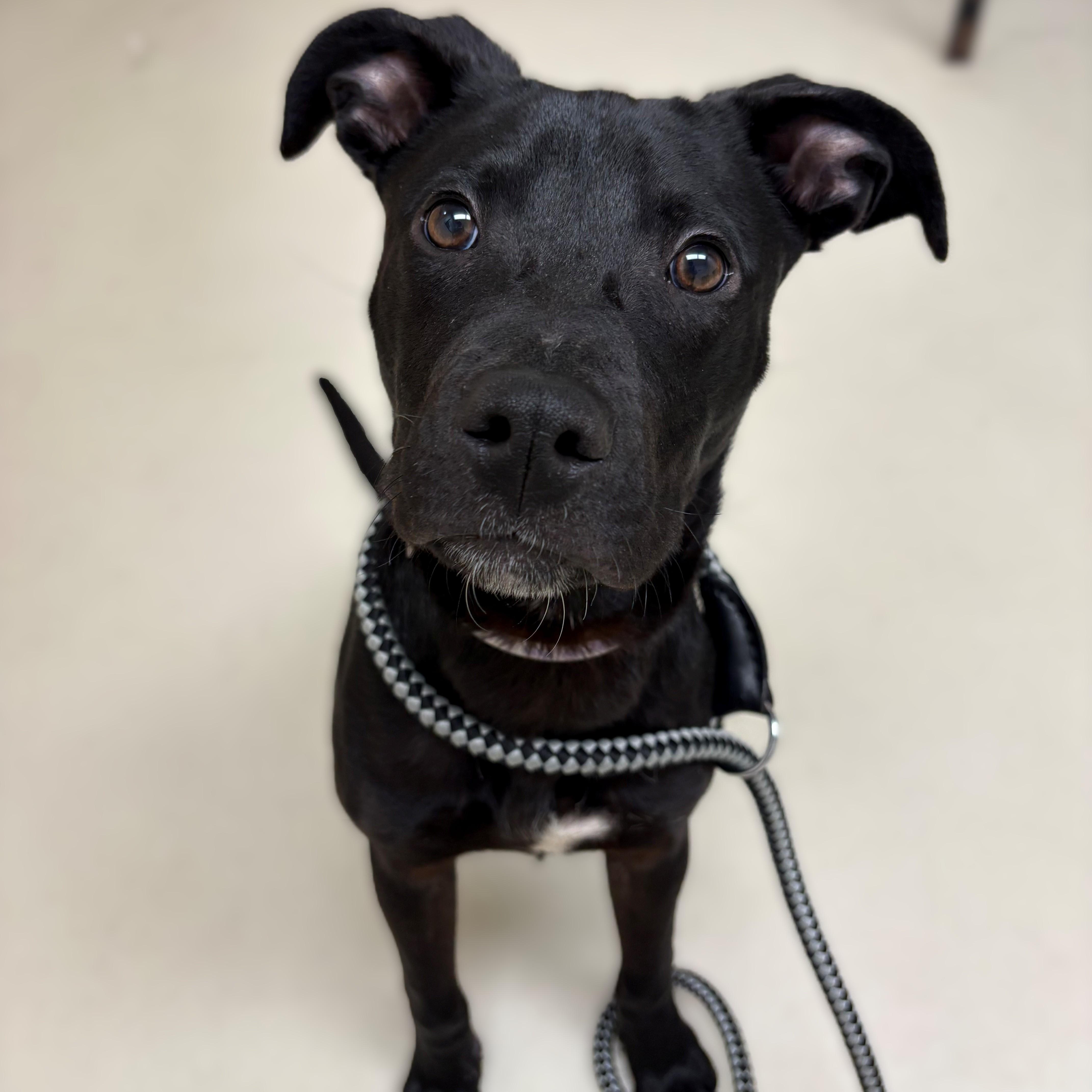 Declan- #50713, a ADOPTABLE mixed breed in Columbia, MD image 4/5