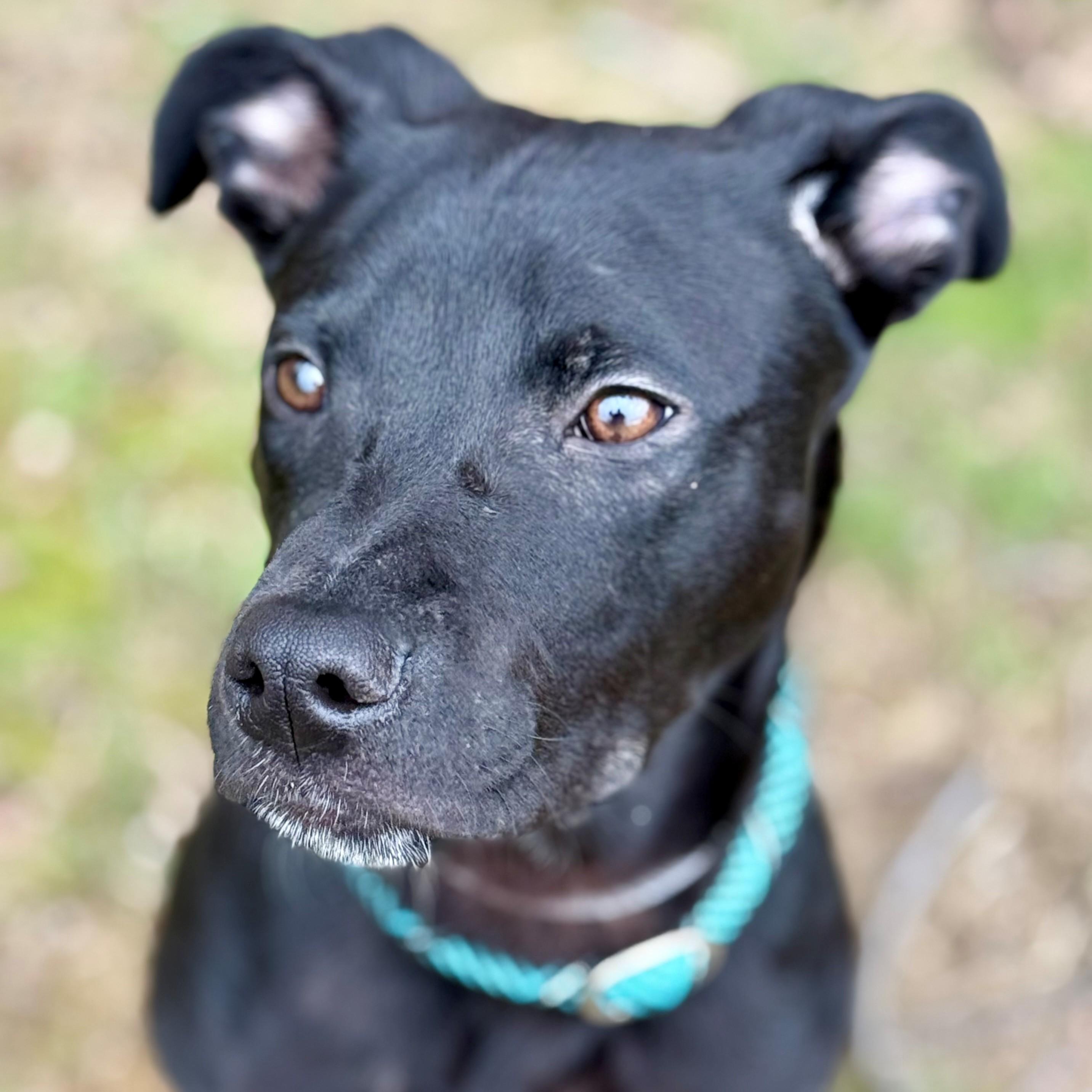 Declan- #50713, ADOPTABLE, Young Male Labrador Retriever.