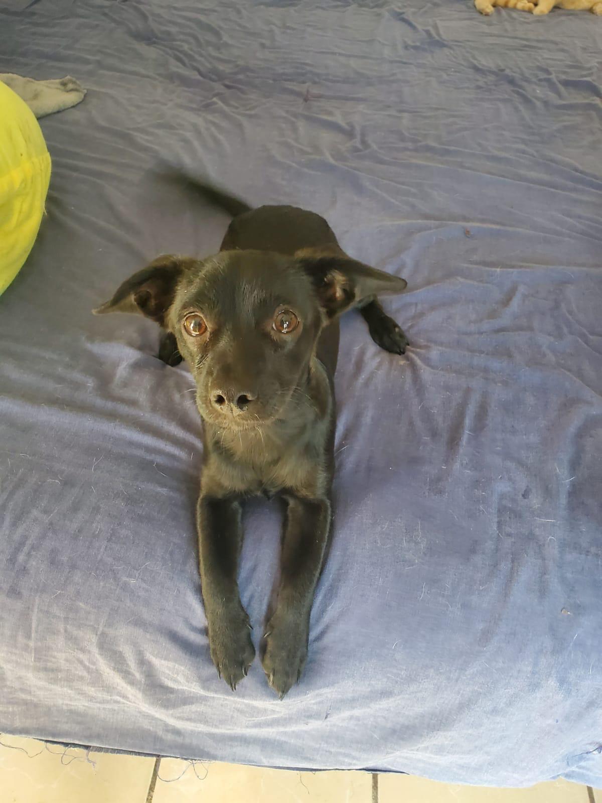 Tony, Young Male Chihuahua