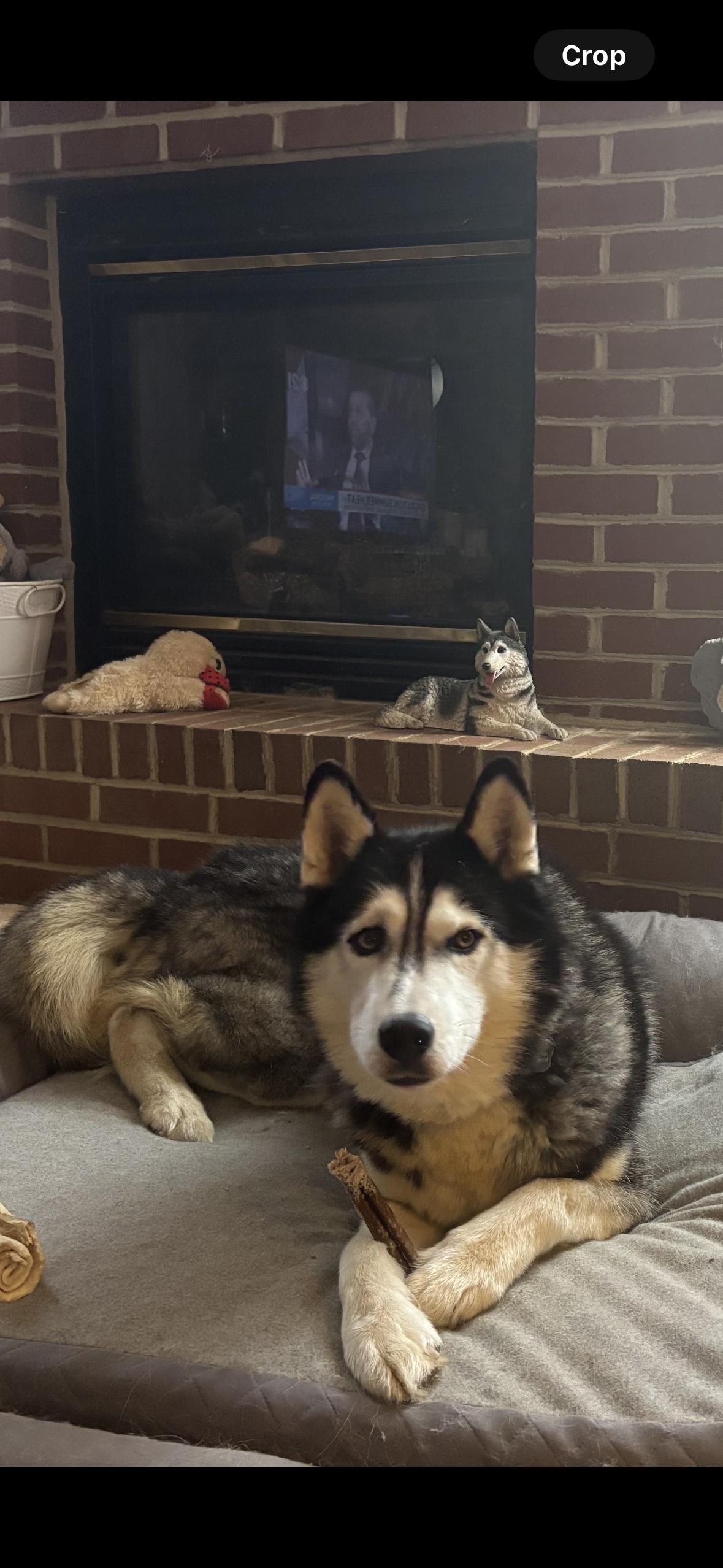 Enlarge Zodiac, a Adoptable Siberian Husky in Madison, VA image 2/2