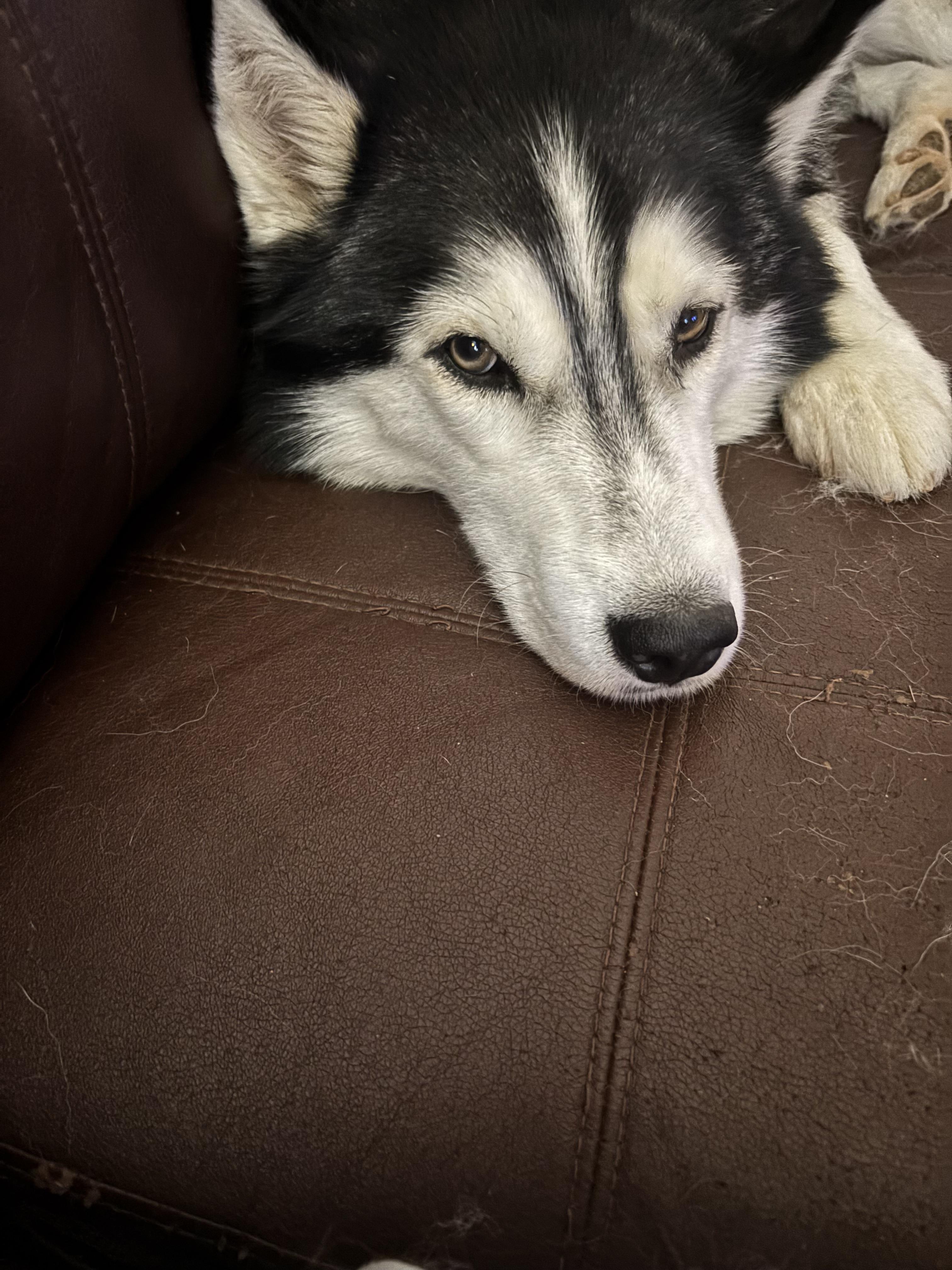 Enlarge Zodiac, a Adoptable Siberian Husky in Madison, VA image 3/3