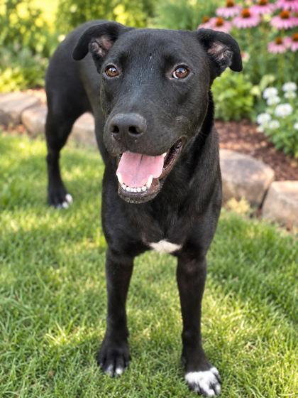 Enlarge Twin, a Adoptable mixed breed in Port Saint Joe, FL image 1/3