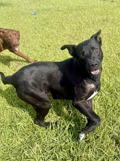 Enlarge Twin, a Adoptable mixed breed in Port Saint Joe, FL image 2/3