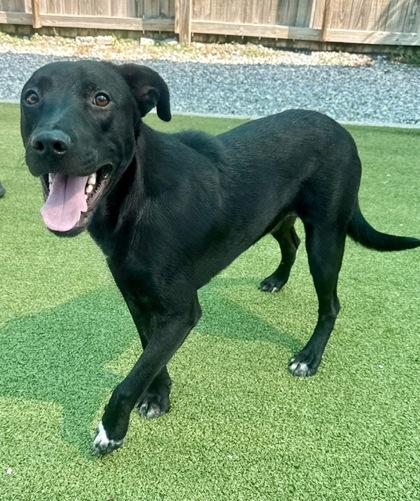 Enlarge Twin, a Adoptable mixed breed in Port Saint Joe, FL image 3/3