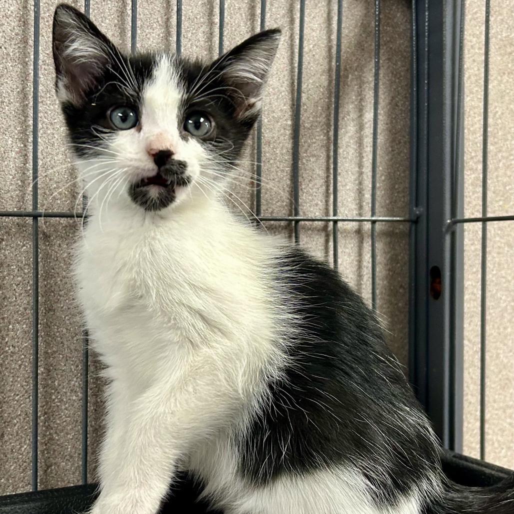 Lover, Adoptable, Kitten Female Domestic Short Hair.