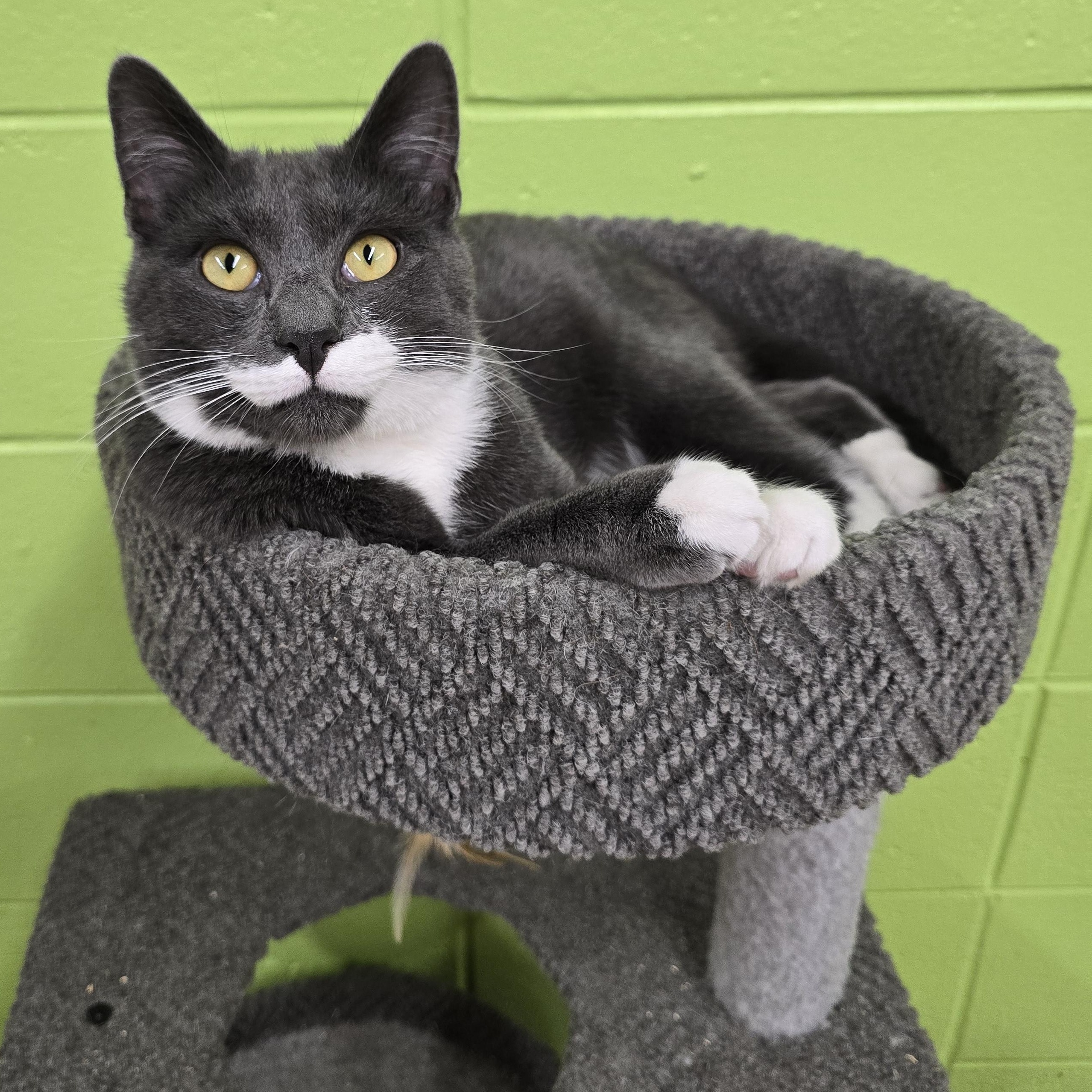 Enlarge Buddy Boy, a Adoptable Domestic Short Hair in Edison, NJ image 1/1