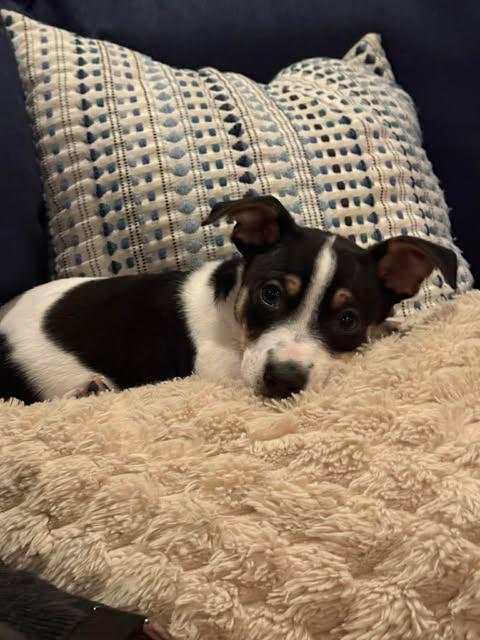 Latte, an adopted Dachshund in Austin , TX image 4/6