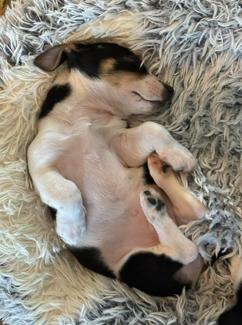 Latte, an adopted Dachshund in Austin , TX image 6/6