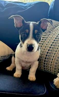 Latte, an adopted Dachshund in Austin , TX image 3/6