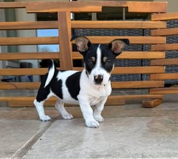 Latte, adopted, Puppy Male Dachshund.