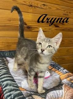 Aryna, Adoptable, Kitten Female Tabby.