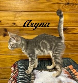 Enlarge Aryna, a Adoptable Tabby in Raleigh, NC image 2/3