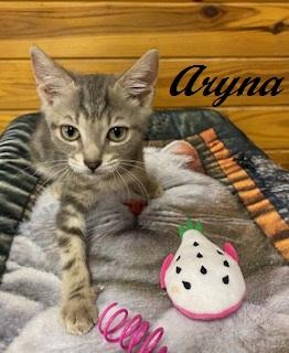 Enlarge Aryna, a Adoptable Tabby in Raleigh, NC image 3/3