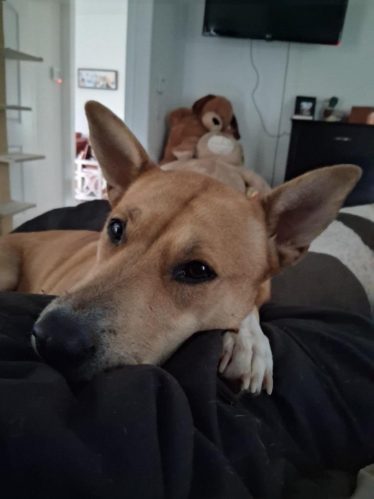 Ru, a Adoptable Cattle Dog in New Braunfels, TX image 1/3