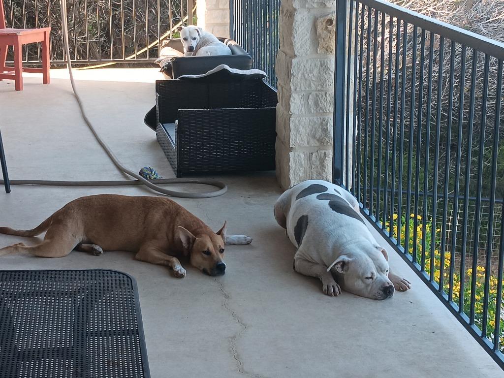 Ru, a Adoptable Cattle Dog in New Braunfels, TX image 2/3