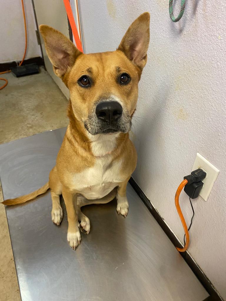 Ru, a Adoptable Cattle Dog in New Braunfels, TX image 3/3