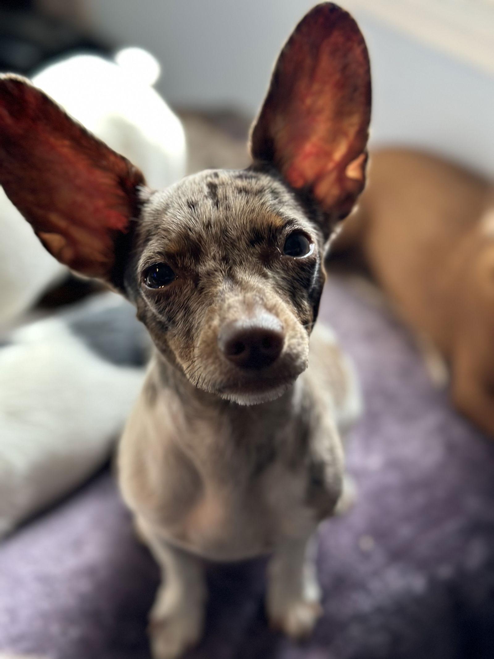 Enlarge Charity, a Adopted mixed breed in Sistersville, WV image 1/3