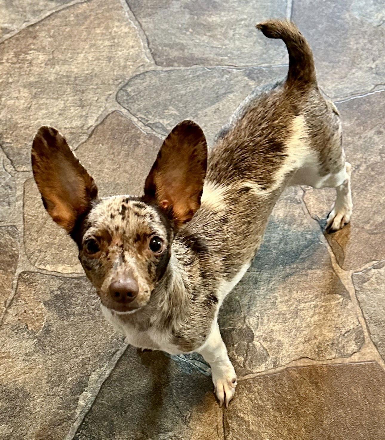 Enlarge Charity, a Adopted mixed breed in Sistersville, WV image 2/3