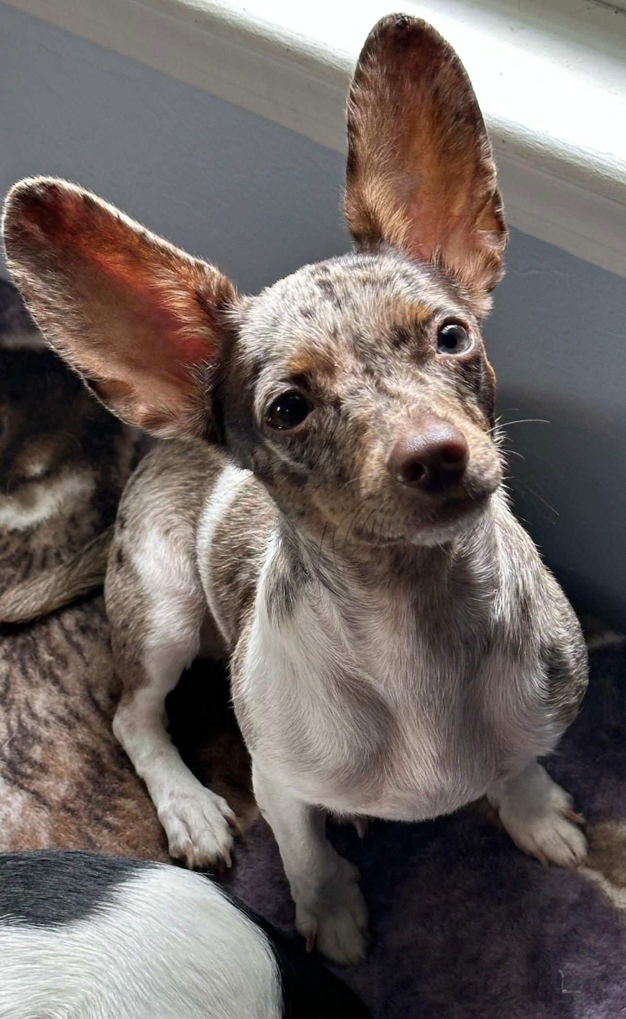 Enlarge Charity, a Adopted mixed breed in Sistersville, WV image 3/3