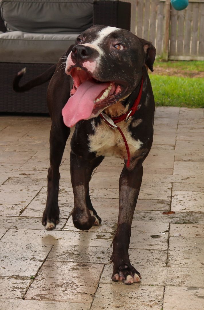 Atlas, Adoptable, Puppy Male American Staffordshire Terrier.