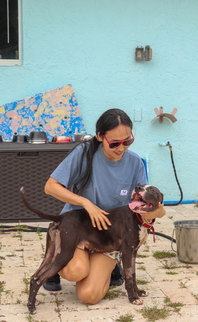 Atlas, a Adoptable American Staffordshire Terrier in Fort Lauderdale, FL image 2/11