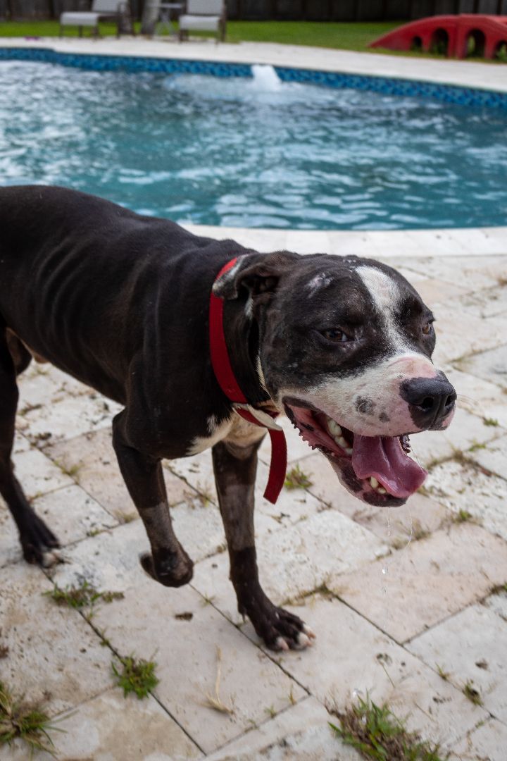 Atlas, a Adoptable American Staffordshire Terrier in Fort Lauderdale, FL image 3/11