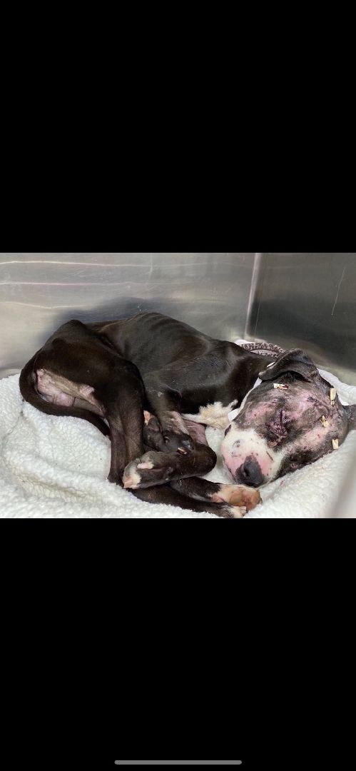 Atlas, a Adoptable American Staffordshire Terrier in Fort Lauderdale, FL image 4/11