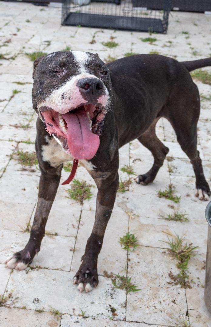 Atlas, a Adoptable American Staffordshire Terrier in Fort Lauderdale, FL image 5/11