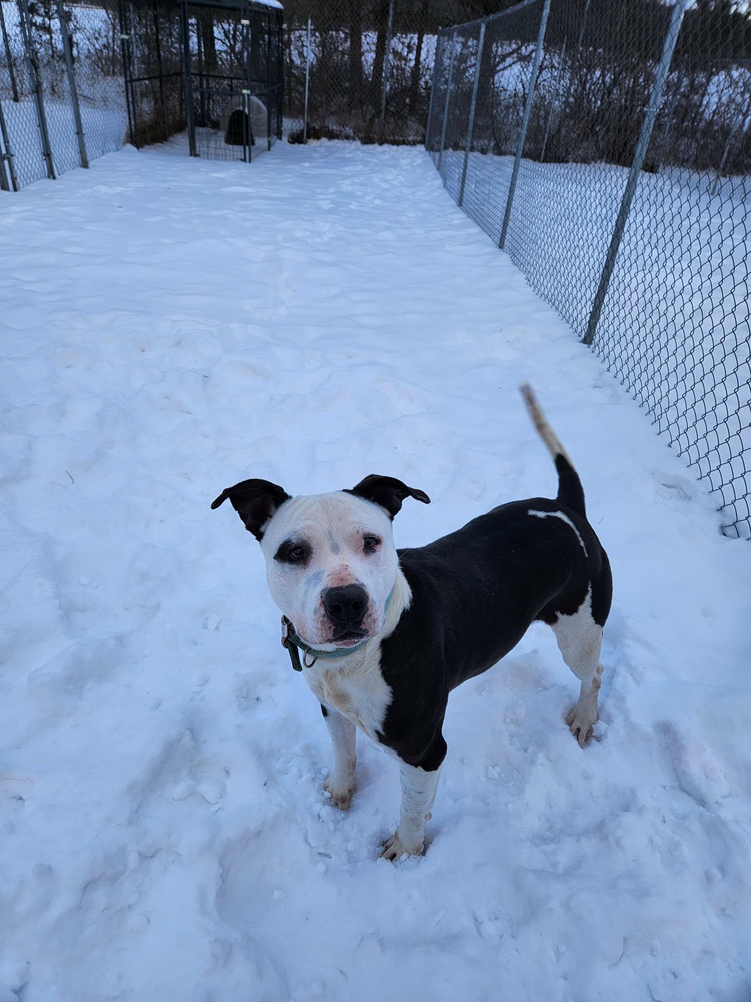Toki, Adoptable, Adult Female Pit Bull Terrier.