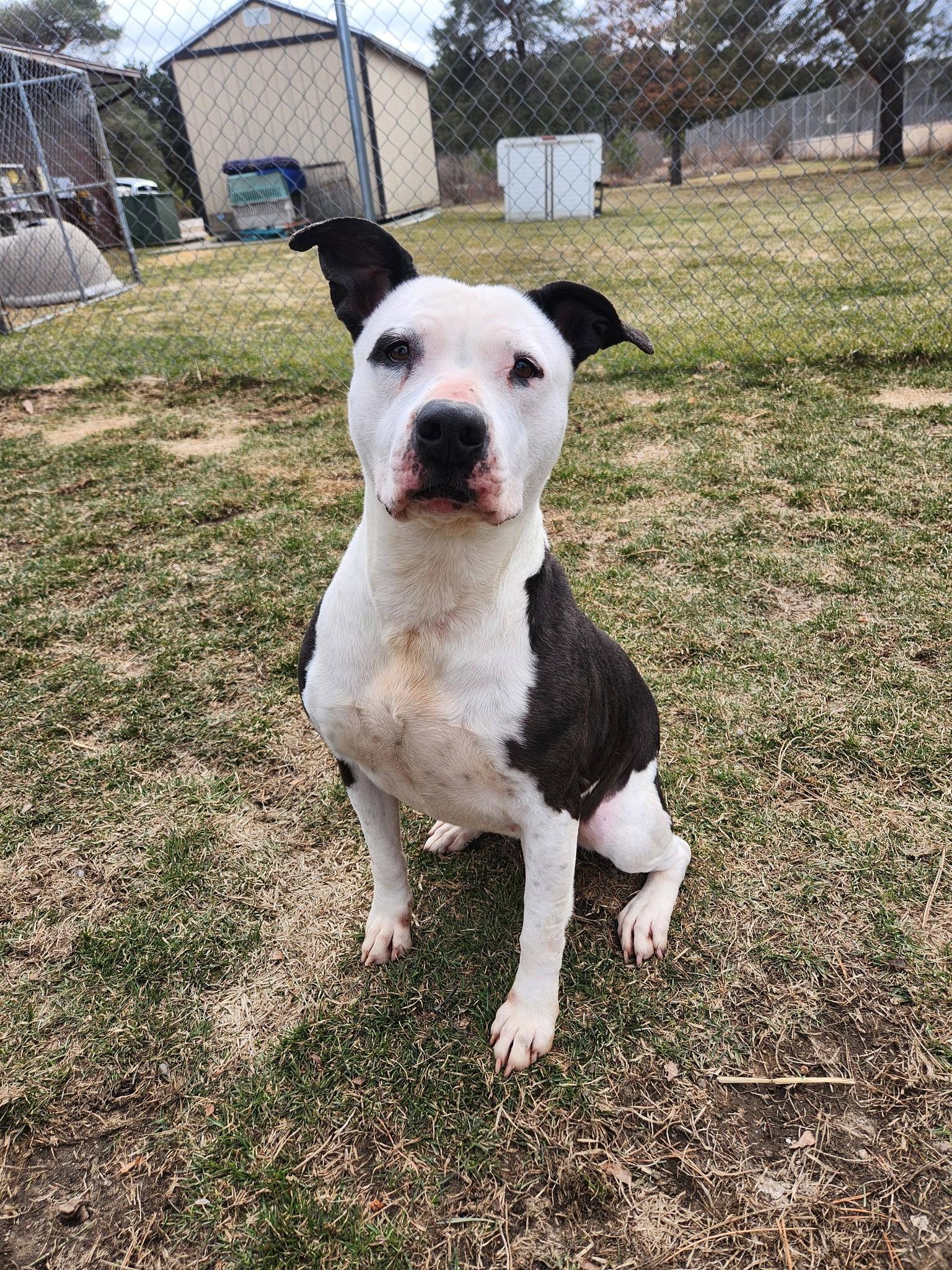 Enlarge Toki, a Adoptable Pit Bull Terrier in Caro, MI image 1/2