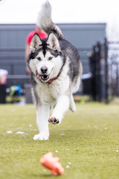 shadow fka fernando — thumbnail 3