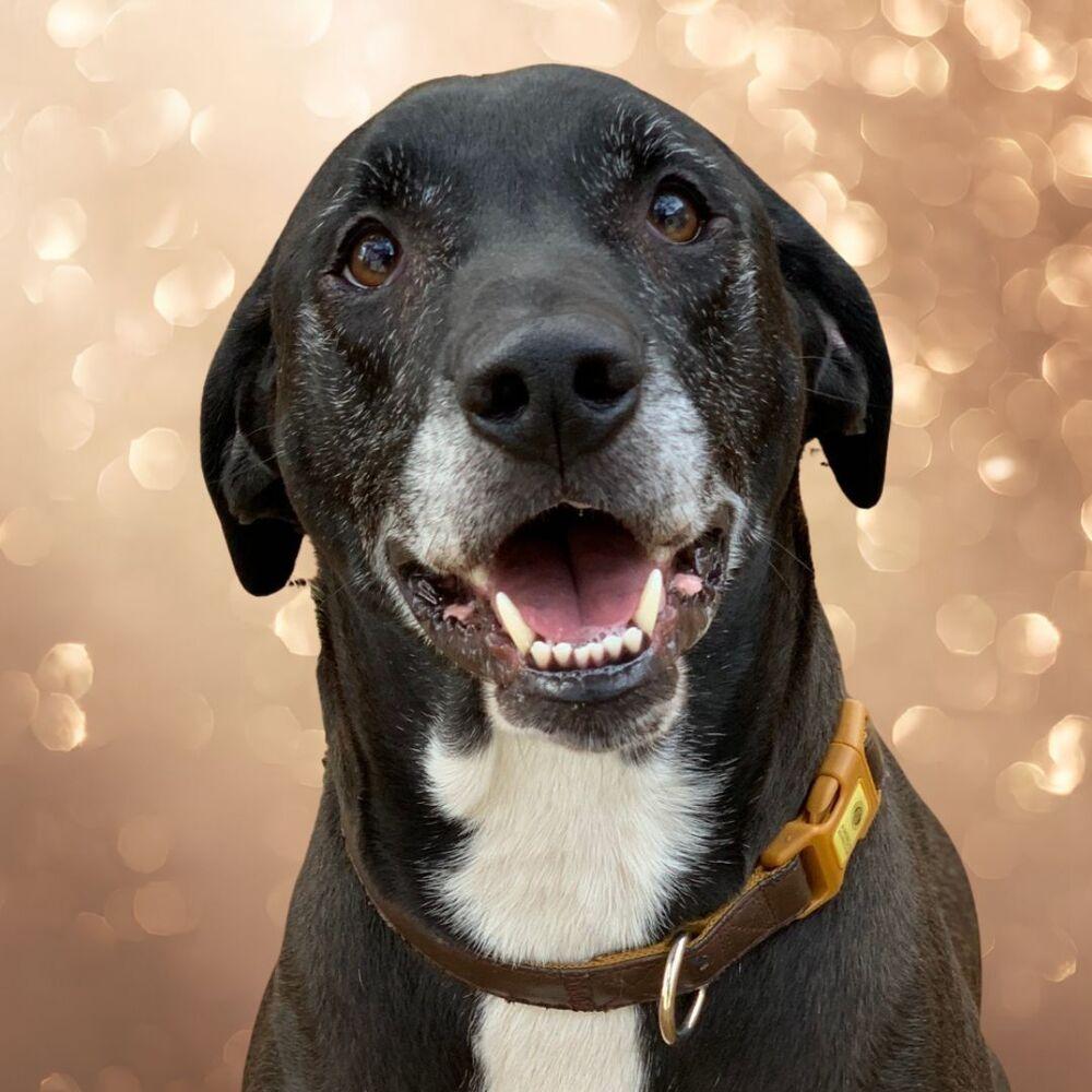 Birdie, Adoptable, Adult Female Hound.