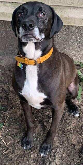 Birdie, Adoptable, Adult Female Hound.