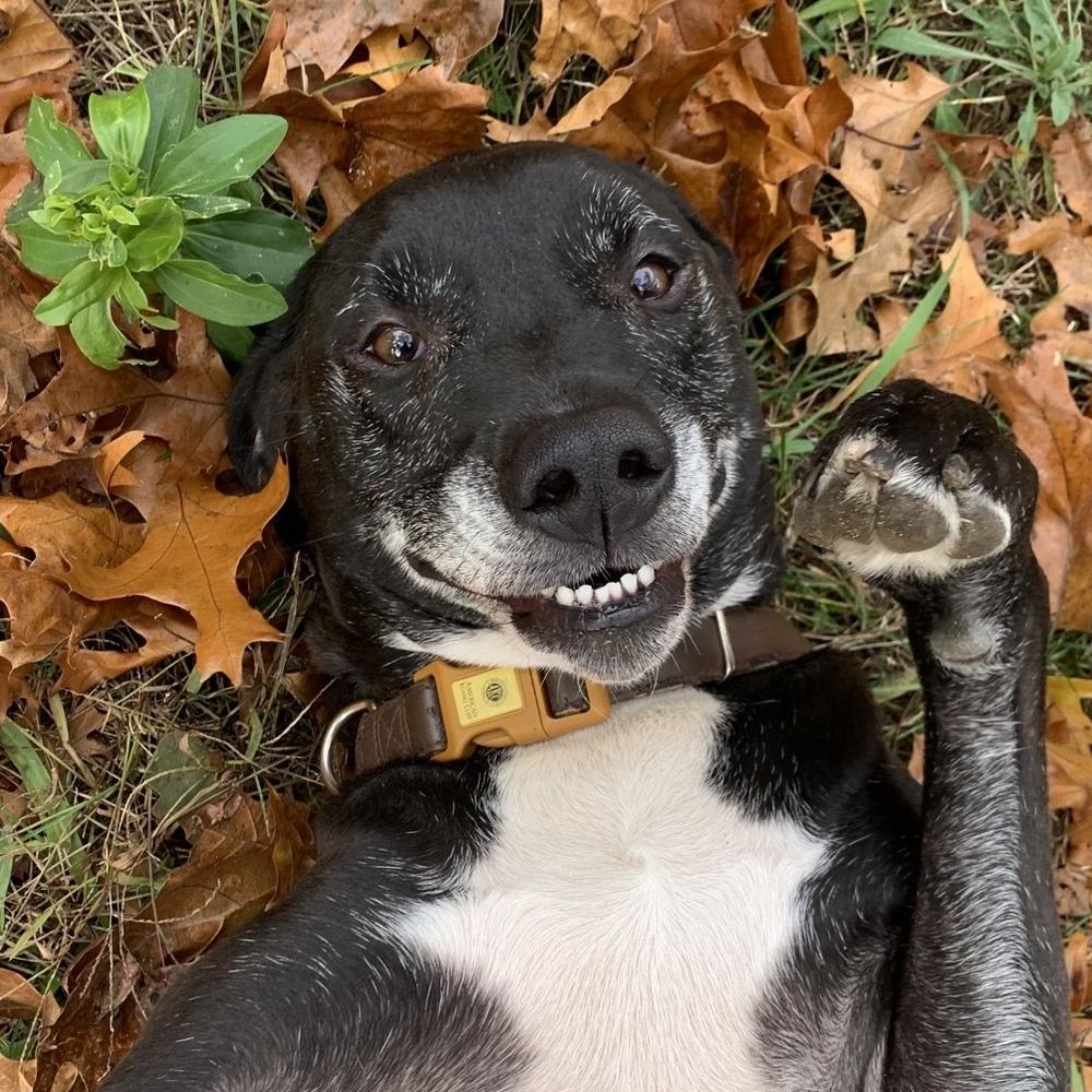 Enlarge Birdie, a Adoptable mixed breed in Grand Rapids, MI image 3/6