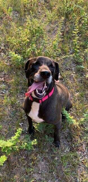 Enlarge Birdie, a Adoptable mixed breed in Grand Rapids, MI image 4/6