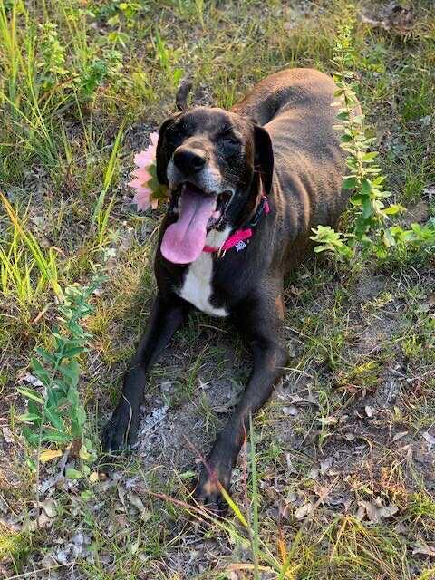 Enlarge Birdie, a Adoptable mixed breed in Grand Rapids, MI image 5/6