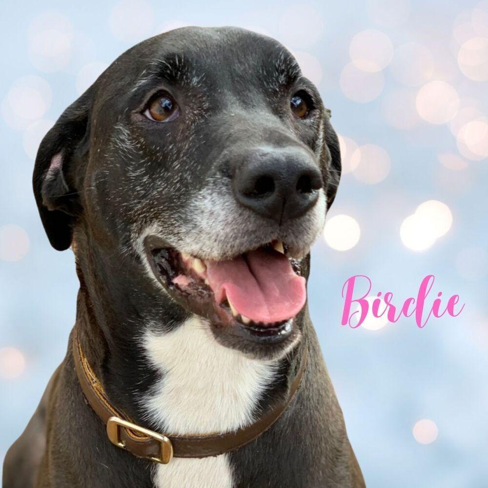 Enlarge Birdie, a Adoptable mixed breed in Grand Rapids, MI image 6/6
