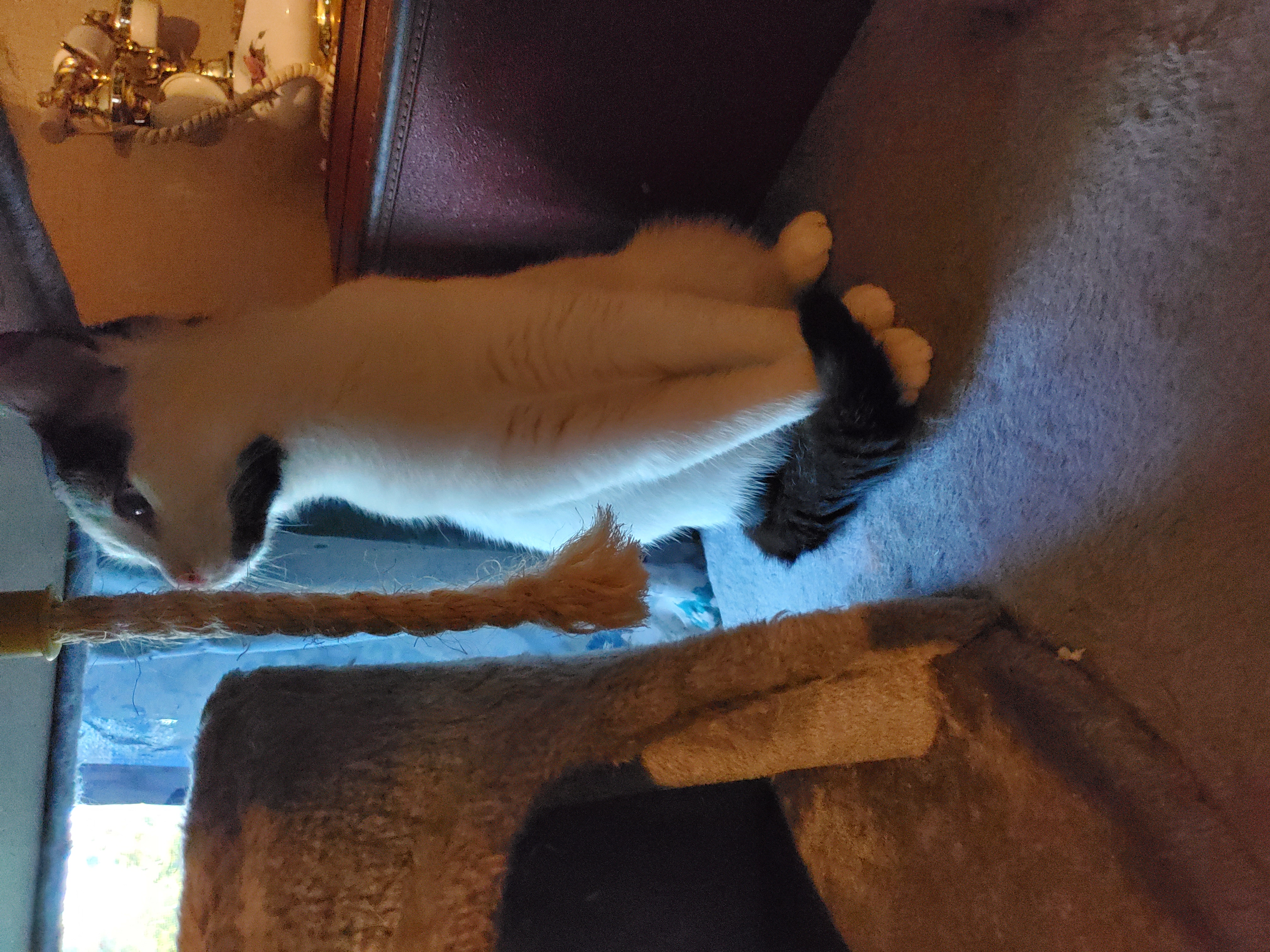 Panic, a Adoptable mixed breed in Ripley, TN image 2/6