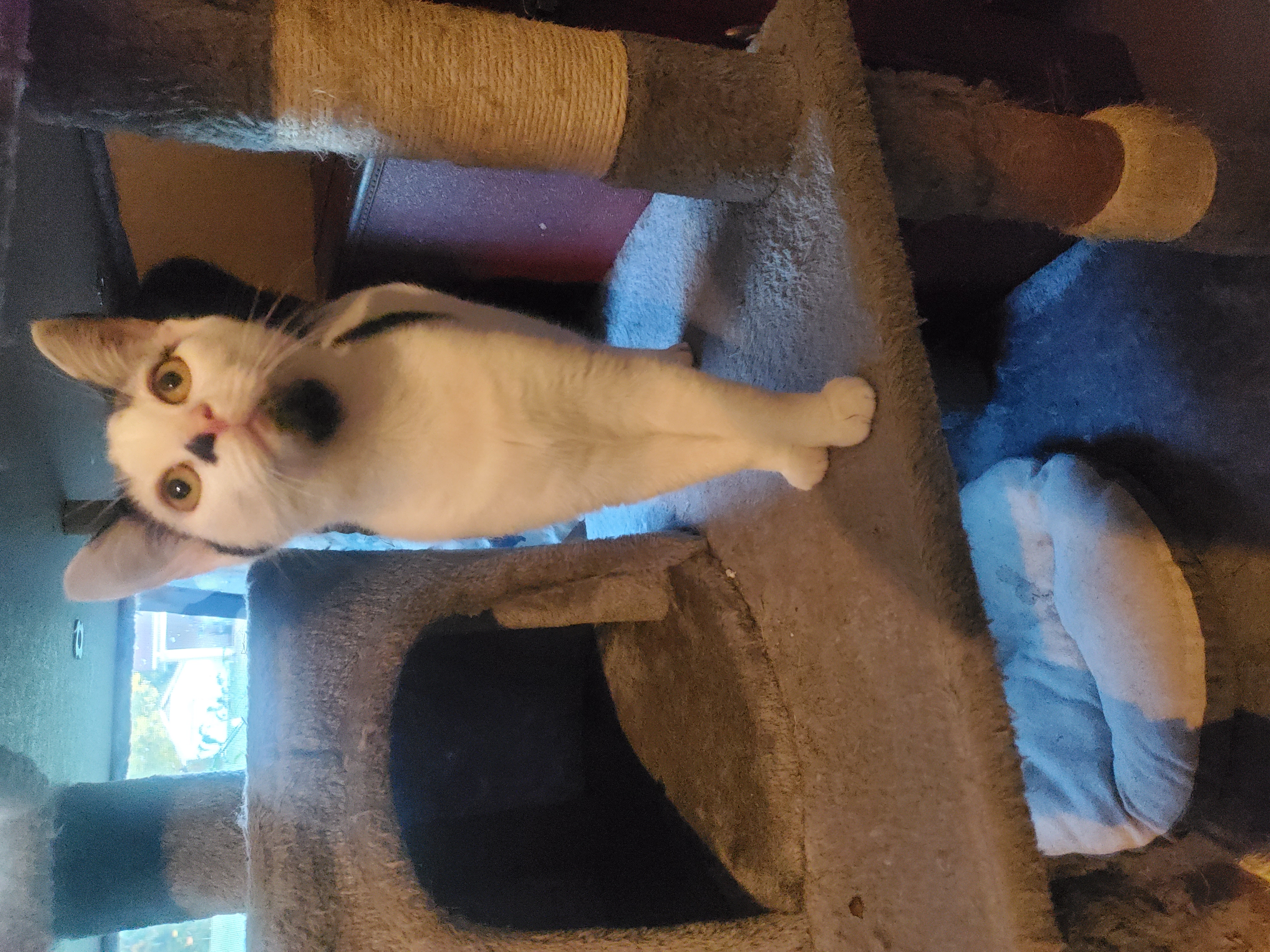 Panic, Adoptable, Young Male Domestic Short Hair.