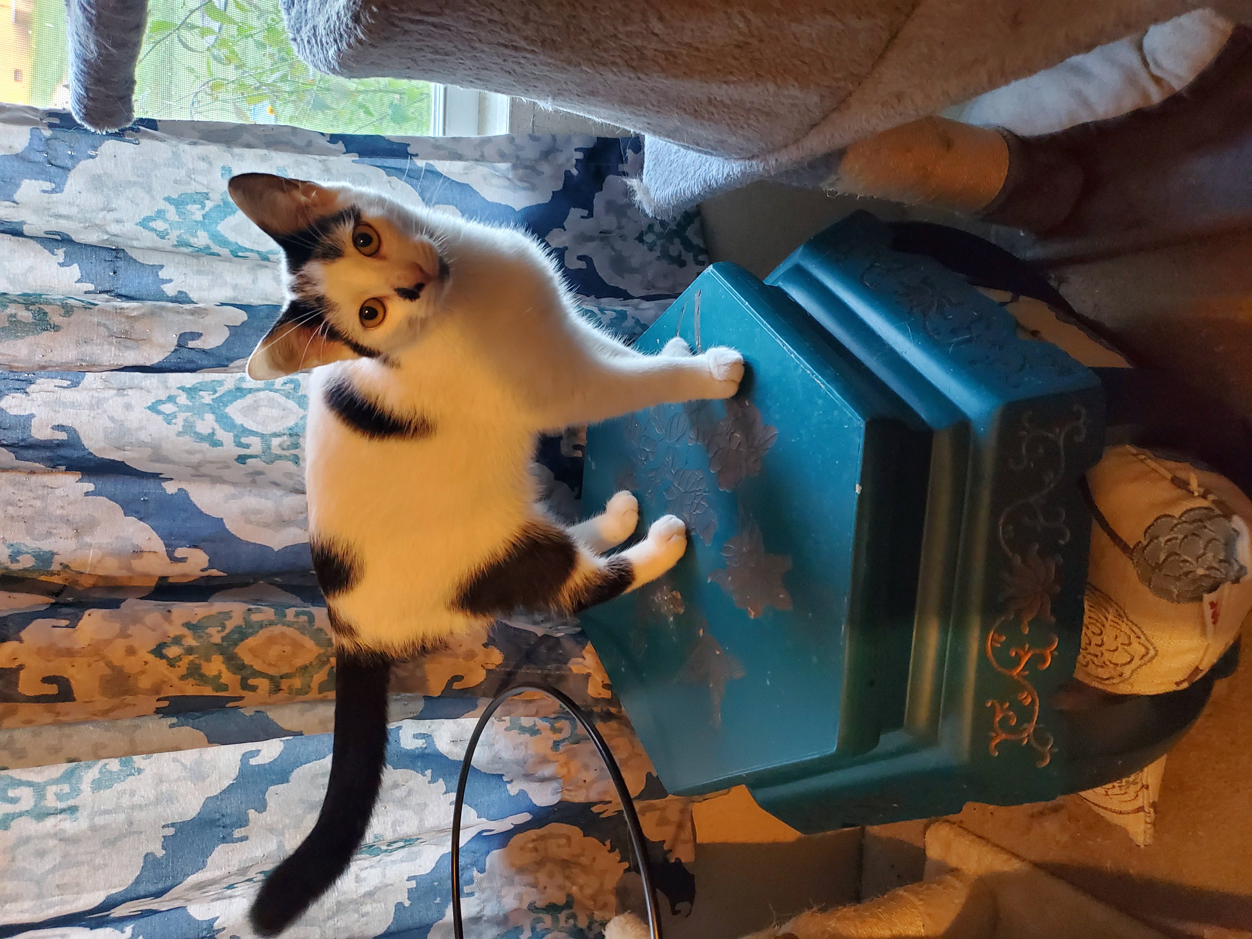 Panic, a Adoptable mixed breed in Ripley, TN image 3/6