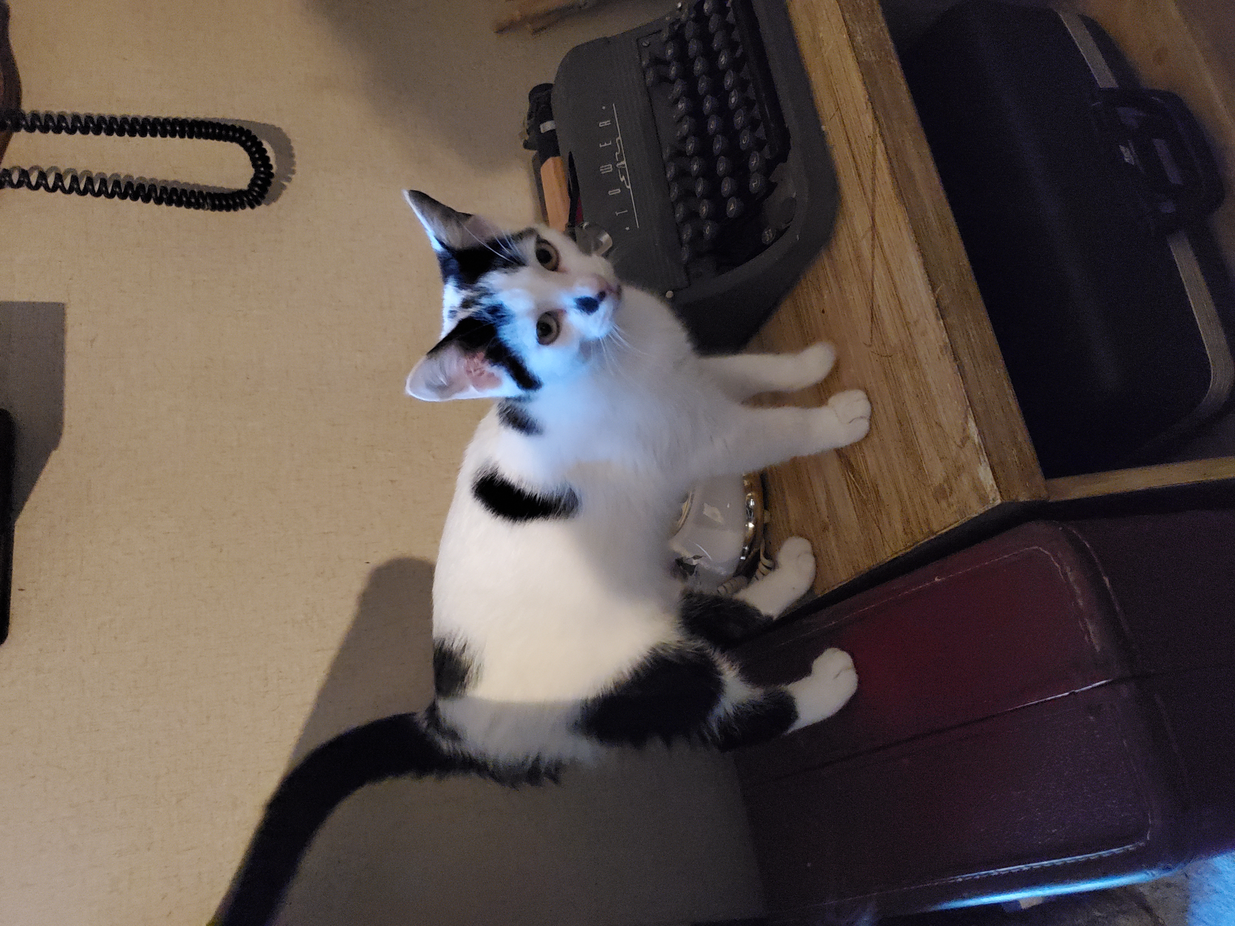 Panic, a Adoptable mixed breed in Ripley, TN image 4/6