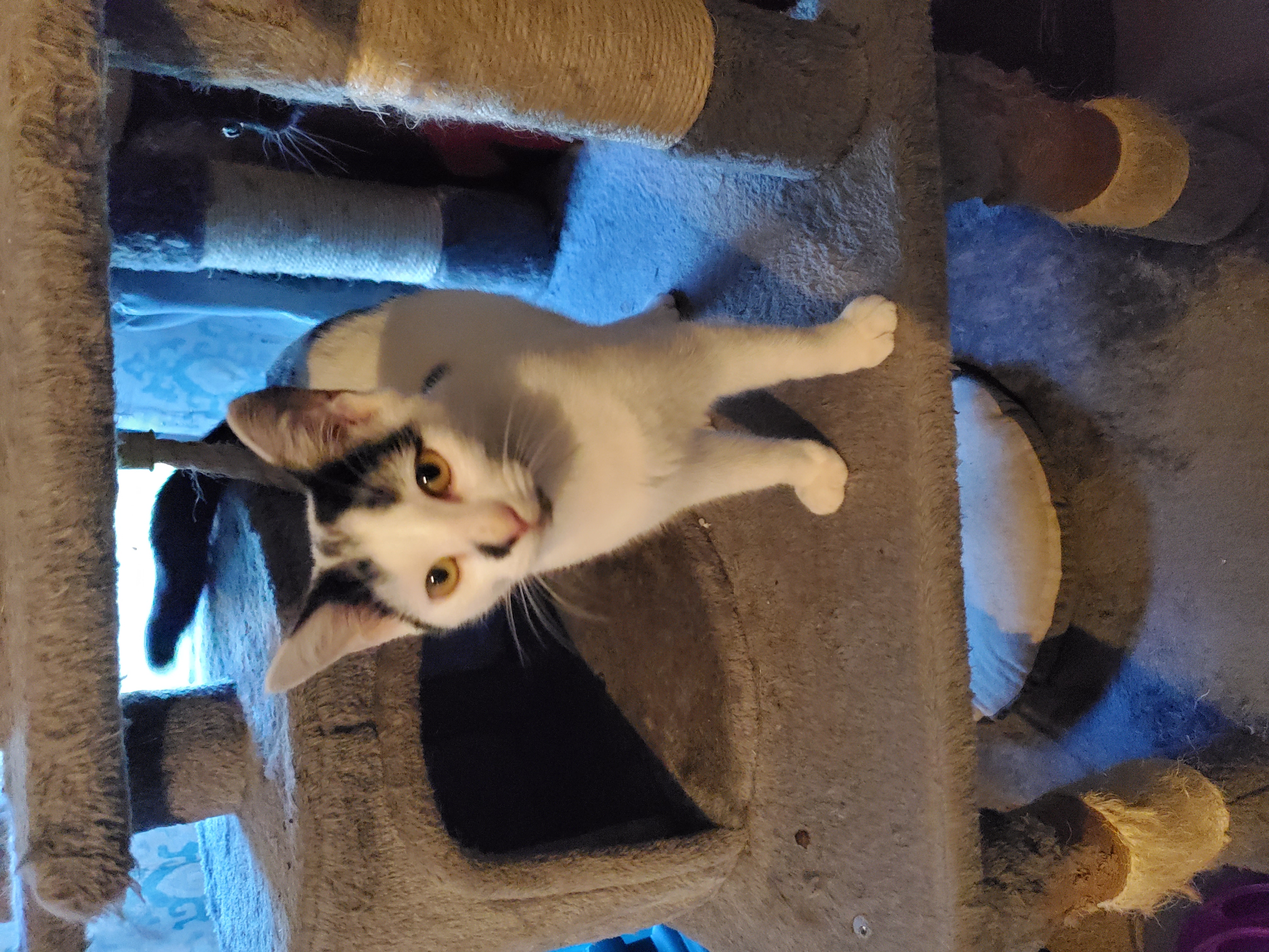 Panic, a Adoptable mixed breed in Ripley, TN image 5/6