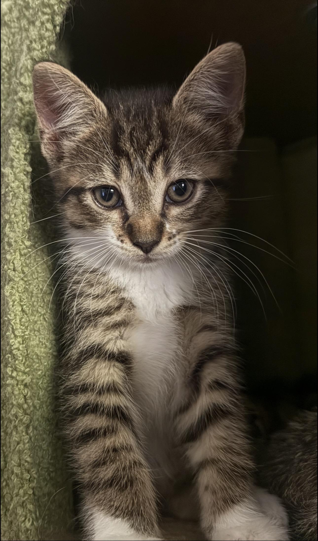 Enlarge Carmela, a Adopted mixed breed in Rochester Hills, MI image 2/2