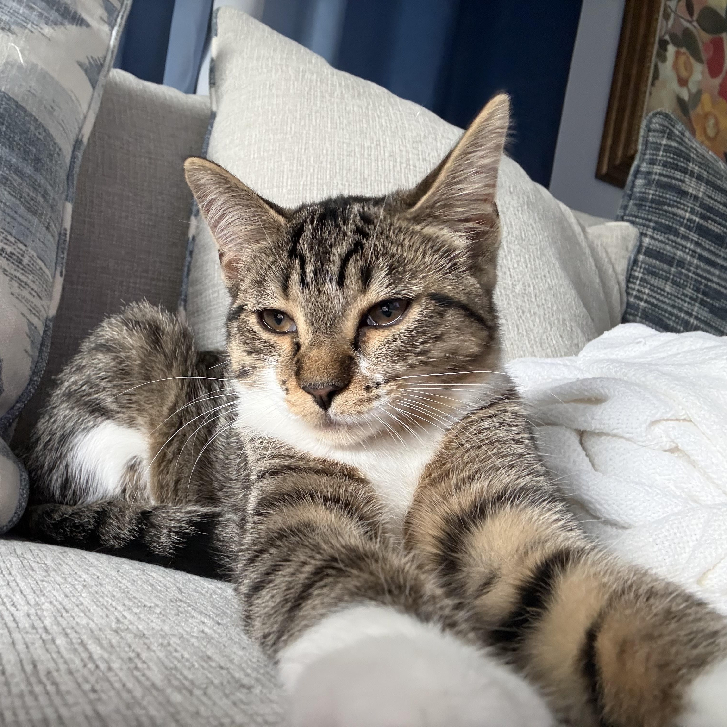 Enlarge Carmela, a Adopted mixed breed in Rochester Hills, MI image 1/2
