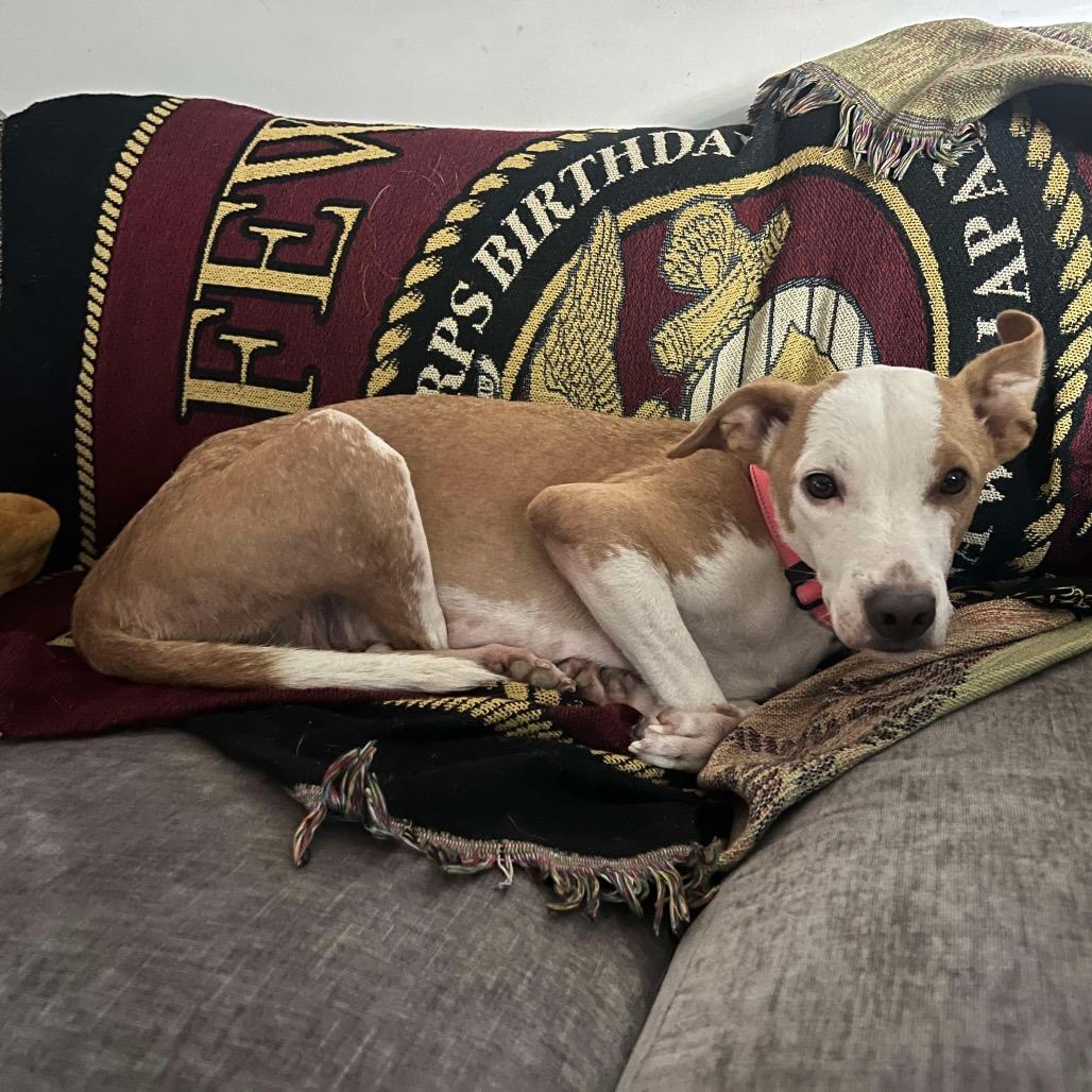 Weather, Adoptable, Adult Female Mixed Breed.