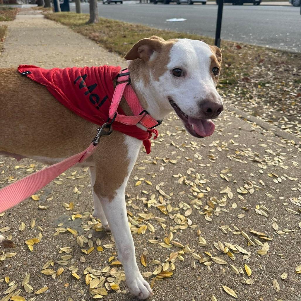 Enlarge Weather, a Adoptable Mixed Breed in Fredericksburg, VA image 2/6