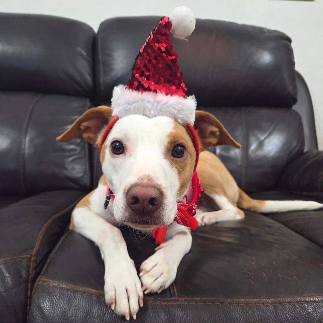 Enlarge Weather, a Adoptable Mixed Breed in Fredericksburg, VA image 3/6